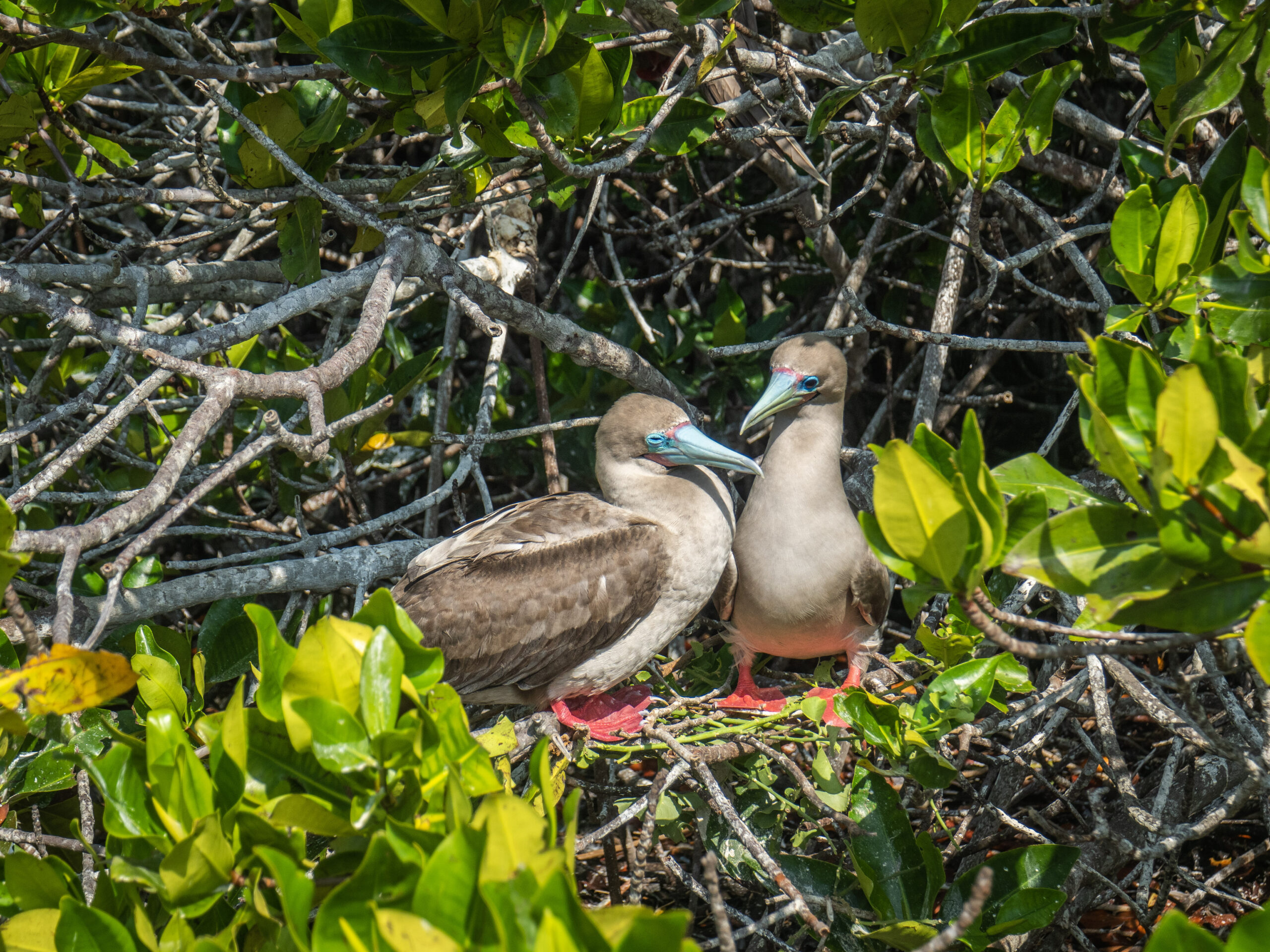 Tour Kicker Rock & Punta Pitt