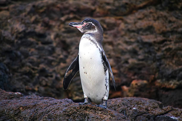 Tour Isla Bartolomé